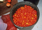Hot Sauce